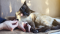 8 ways to administer CBD oil to your cat (tips & tricks)