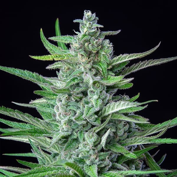 Royal Queen Seeds Cannabis Seeds Special Kush #1 Feminized