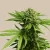 E8High