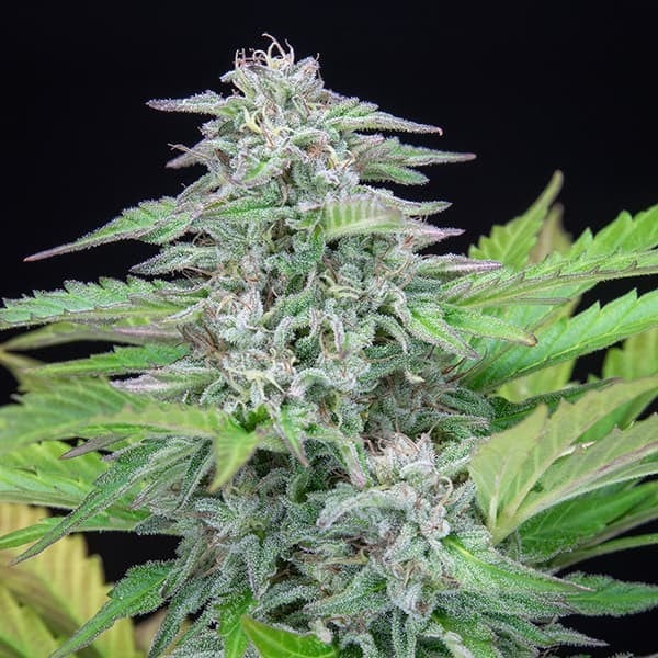 Royal Queen Seeds Cannabis Seeds Critical Feminized