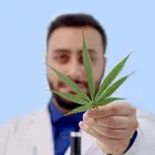 კანაბინოიდური ნაზავები