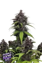 Fast Buds Cannabis Seeds Purple Haze Auto