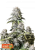 Fast Buds Cannabis Seeds Orange Sherbet FF