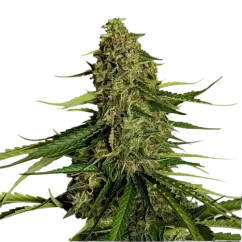 Royal Queen Seeds Cannabis Seeds Gaia F1 Auto