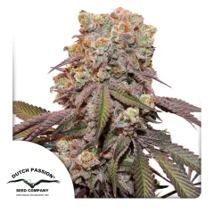 Dutch Passion Cannabis Seeds Auto Candy Bubatz XL® Autoflowering