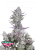 Fast Buds Cannabis Frø Bryllupslim Auto