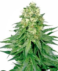 Sensi Seeds Cannabis Seeds White Widow Regular by White Label, 10 pcs
