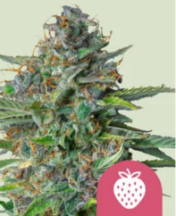 Royal Queen Seeds Cannabis Seeds Strawberry Cough Feminized