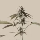10-OHCD