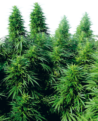 Sensi Seeds Cannabis Ruderalis Skunk® Regular, 10 Stück