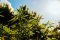 The difference between THC and CBD, or the two most well-known components of  cannabis