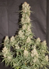 Dutch Passion Cannabis Seeds Auto Blueberry® Autoflowering