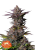 Fast Buds Cannabis Frø Tropicana Cookies FF