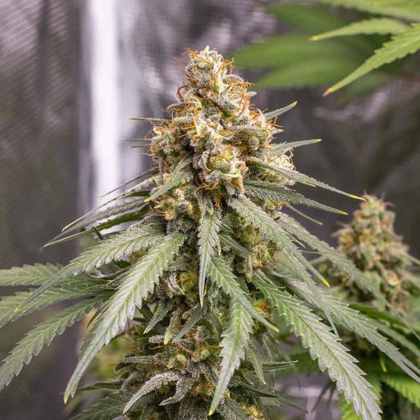 Royal Queen Seeds Cannabis Seeds Shining Silver Haze Feminized