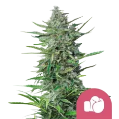 Royal Queen Seeds კანაფის თესლი მეწამული პუნჩი ფემინიზებული