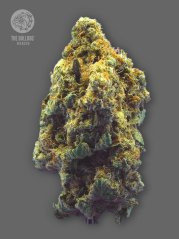 The Bulldog Seeds TB Kush Feminized, 3 and 5 pcs