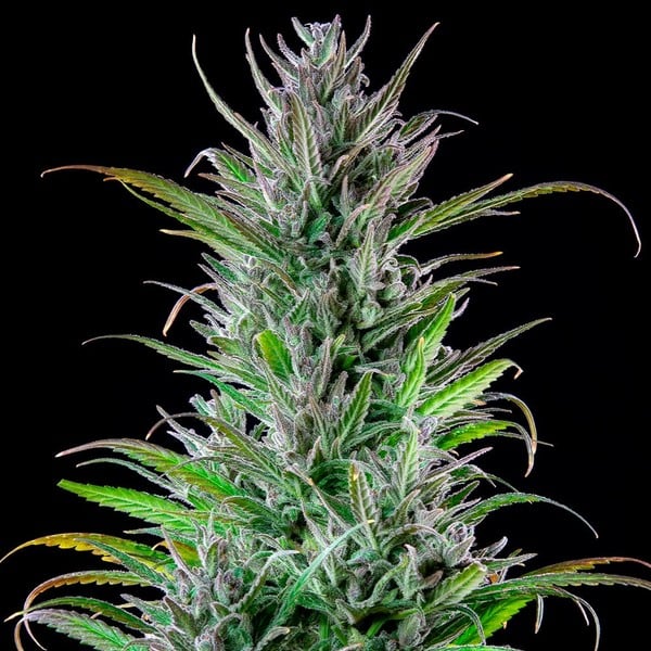 Royal Queen Seeds Cannabis Seeds Northern Light Feminized