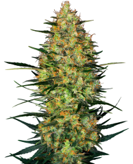 Sensi Seeds Cannabis Seeds Caramellow Kush Automatic Feminized, 3-10 pcs