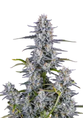 Fast Buds Σπόροι Κάνναβης Super Boof Autoflowering
