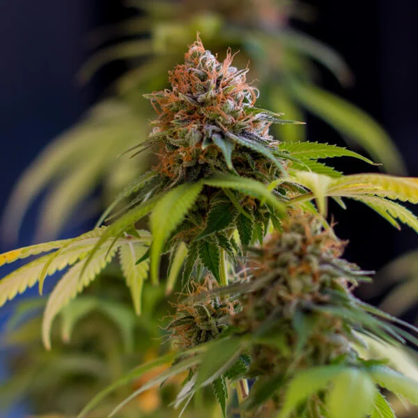 Royal Queen Seeds Cannabis Seeds Shining Silver Haze Feminized