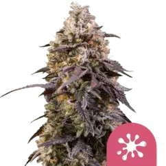 Royal Queen Seeds კანაფის თესლი წებოვანი დედოფალი ფემინიზებული
