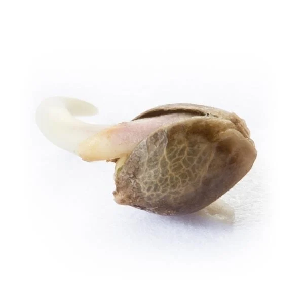 Royal Queen Seeds Cannabis Seeds Northern Light Feminized