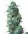Sensi Seeds Cannabis Seeds Afghan Kush Regular by White Label, 10 pcs