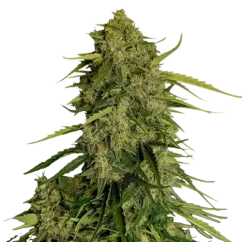 Royal Queen Seeds Cannabis Seeds Atlas F1 Auto