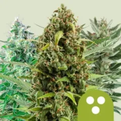 Royal Queen Seeds Cannabis Seeds Autoflowering Mix