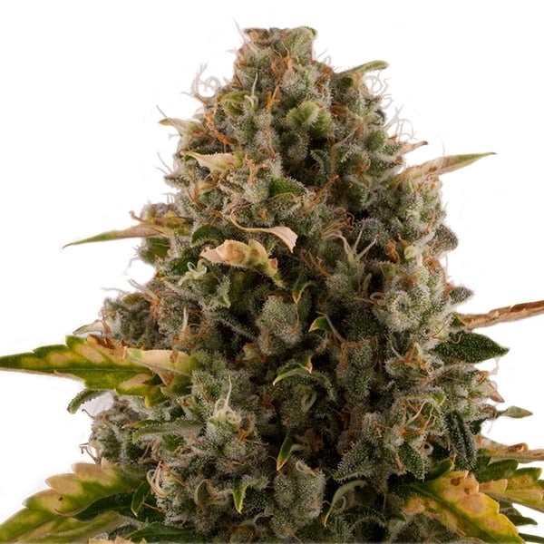 Royal Queen Seeds Cannabis Seeds Royal Moby Feminized