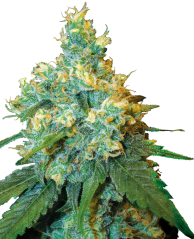 Sensi Seeds Semillas de cannabis Jack Herer® Regular, 10 uds.