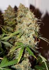 Dutch Passion Cannabis Seeds Auto Brooklyn Sunrise® Autoflowering