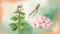Marshmallow: Image of the plant, root, and marshmallow gummies