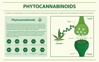 Fitokanabinoid CBDP in njegova primerjava z drugimi kanabinoidi
