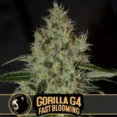 Blimburn Seeds Cannabisfrø Gorilla Glue G4 Hurtigblomstrende