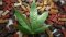 CBD oil for dogs with cancer