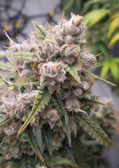 Dutch Passion Cannabis Seeds Auto Cinderella Jack® Autoflowering