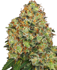 Sensi Seeds Cannabis Seeds Sweet Tangerine Tango Automatic Feminized by White Label, 3-10 pcs