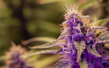 Plante de cannabis naturelle avec trichomes, bourgeons de cannabis de couleur violette