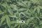 What is THCV and what makes it special?