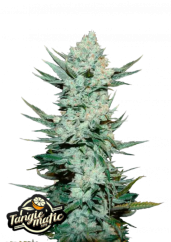 Fast Buds Cannabis Seeds Tangie Auto