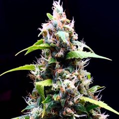 Doctor´s Choice Seeds Sour Puffs Photo Feminized
