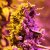 Doctor's Choice Seeds Doctor's Choice Nr. 1 Auto Feminized