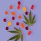 CBD Gummies