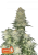 Fast Buds Cannabis Seeds Wedding Cheesecake FF