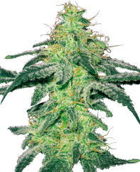 Sensi Seeds Cannabis Seeds White Skunk Feminized by White Label, 3-10 pcs