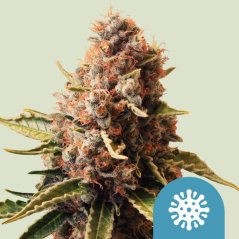 Royal Queen Seeds Cannabis Seeds Euphoria Feminized (High CBD)