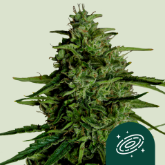 Royal Queen Seeds Cannabisfrø Milky Way F1 Auto
