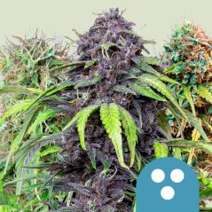 Royal Queen Seeds Cannabis Seeds CBD Mix