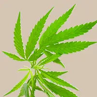 Tiltott kannabinoidok